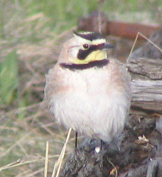  Horned lark (male)